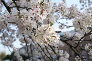 桜